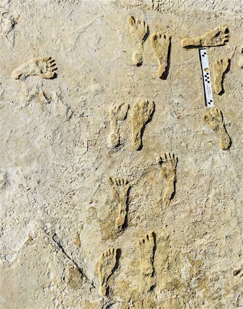 Fossilized Footprints - White Sands National Park (U.S. National Park ...