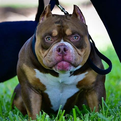 17 Droll Extreme American Bully Breeders Photo - Bleumoonproductions