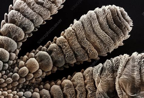 Gecko foot, SEM - Stock Image Z762/0032 - Science Photo Library