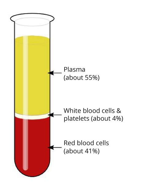 Blood Biology I | Biology | Visionlearning