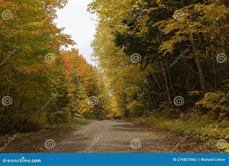 Fall Colors - White Deer Lake Forest `road Stock Image - Image of lake ...