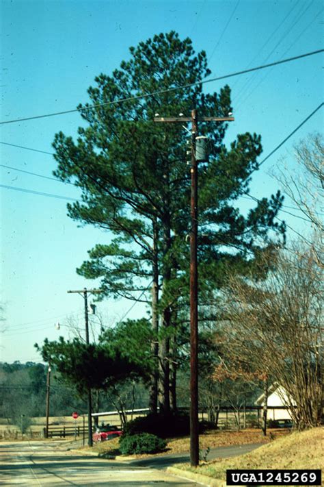 utility line clearance pruning