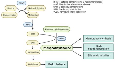 Metabolites | Free Full-Text | Targeted Proteomics for Monitoring One ...