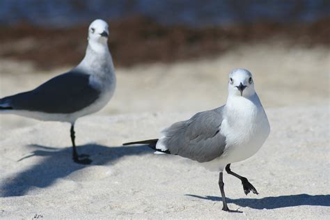 Birds Dove Gaviotas · Free photo on Pixabay