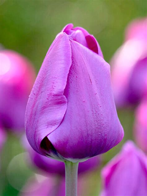 Tulip Negrita | DutchGrown™ | Order Top Quality Flower Bulbs Online