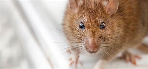 Brown Rat Control Melbourne | Rats & Mice Removal Services