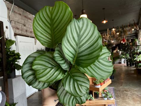 The Best 6 Big Leaf Houseplants for 2023 - Article on Thursd