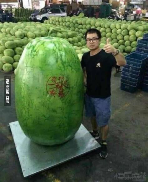 The biggest watermelon in the world - 9GAG