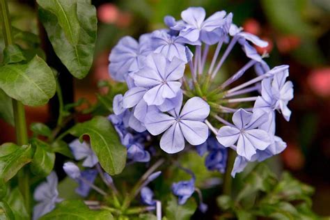 Plumbago auriculata - BBC Gardeners World Magazine