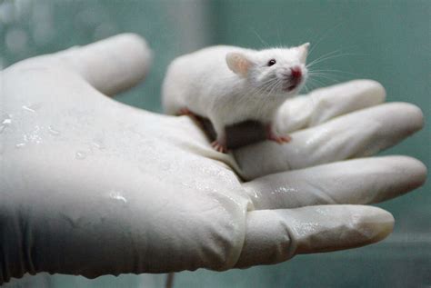 Lab Rats May Be Stressed By Men, Which May Skew Experiments : The Two ...