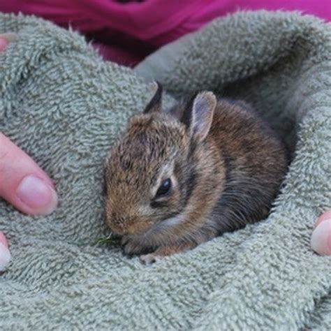 How to Nurse or Care for a Wild Baby Rabbit | Wild baby rabbits, Bunny care, Wild baby