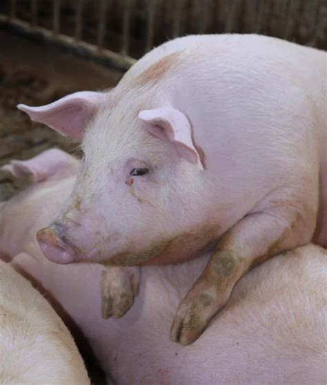 fat pigs in a sty on a farm - Stock Image - Everypixel