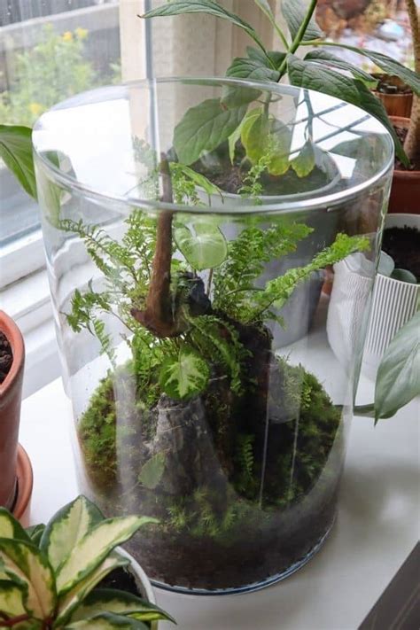 Types of Terrarium: Which is Best for You? (+ Examples) - Terrarium Tribe