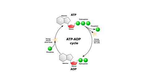 What is recycled in ATP cycle?