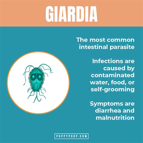 What is Giardia in Dogs? How is Giardia Treated and Prevented?