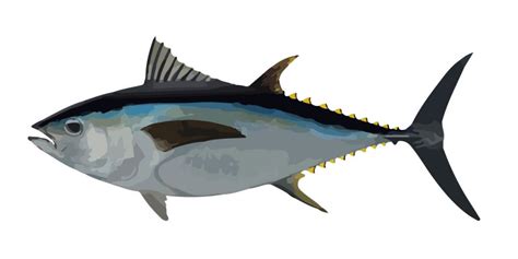 Southern Bluefin Tuna, Where to catch Southern Bluefin Tuna - Fishing Spots