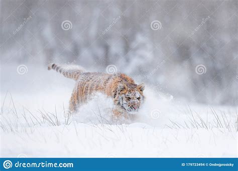 Tiger Snow Run in Wild Winter Nature. Siberian Tiger, Panthera Tigris Altaica. Action Wildlife ...