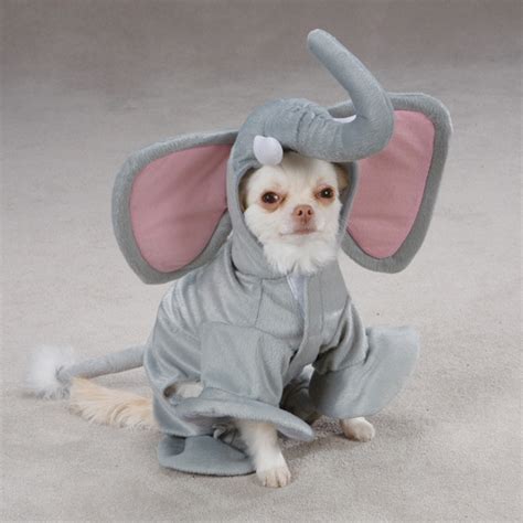 Elephant Costume for Dogs by Casual Canine | BaxterBoo