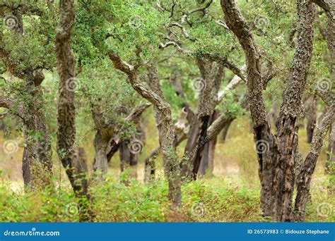 Cork Tree Woods Stock Photos - Image: 26573983