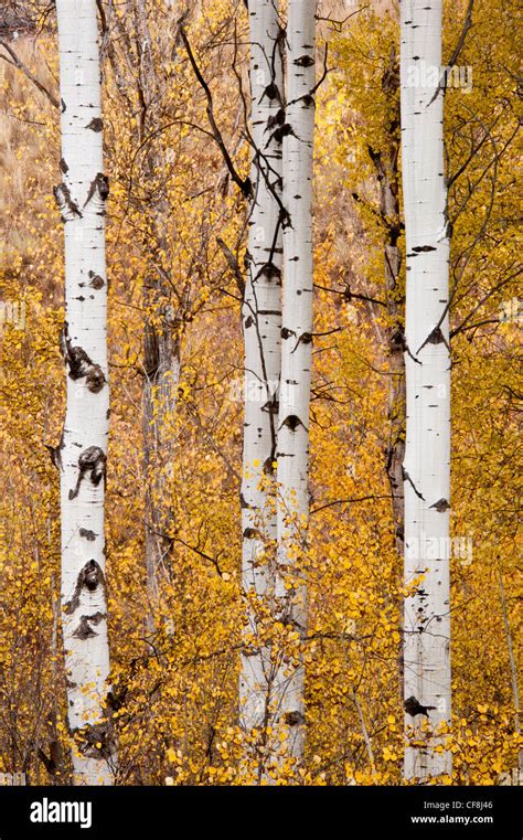 Fall color in the birch leaves in western Montana Stock Photo - Alamy