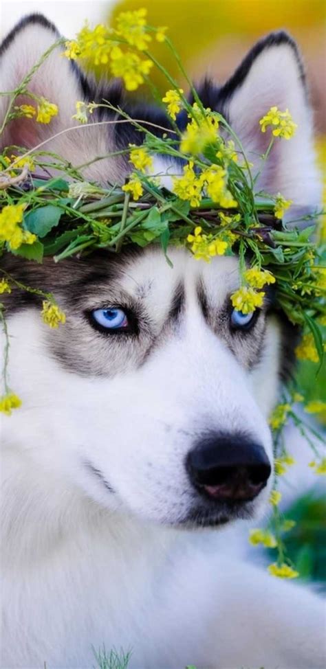 4K Siberian Husky Wallpaper | WhatsPaper