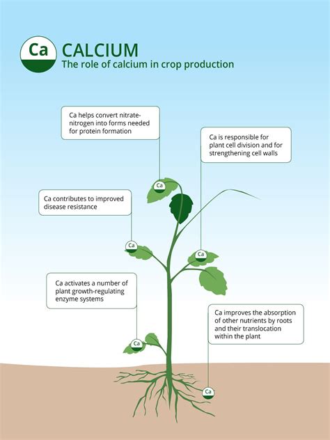 Calcium based fertilizers: The Role of Calcium in Agriculture | ICL