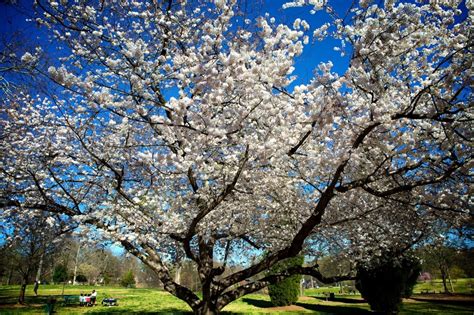 Trees Atlanta launches One Million Trees Initiative | Morning Ag Clips