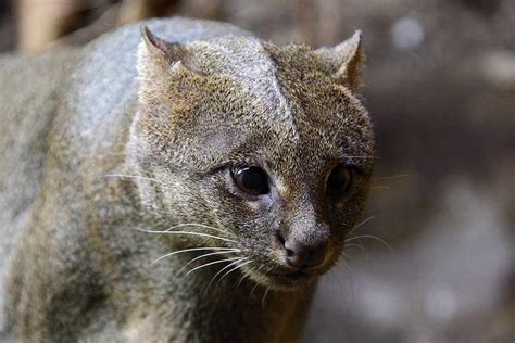 Jaguarundi Cat: Profile, Range, Traits, Facts, Prey, Behavior - Mammal Age