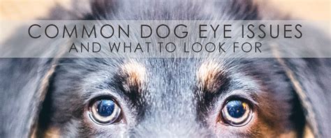 Common Dog Eye Issues and What to Look For