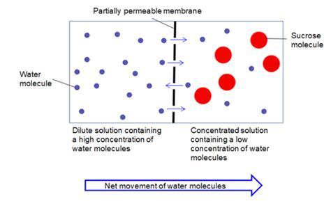 What is osmosis -- the most important principle in biology