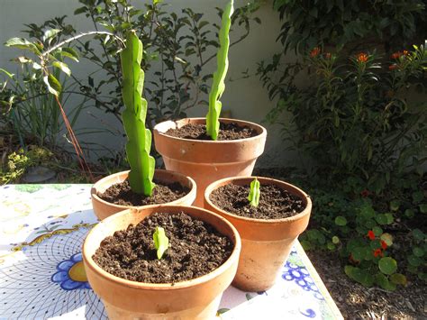 how to grow dragon fruit - Mybabybycrikaalmeida