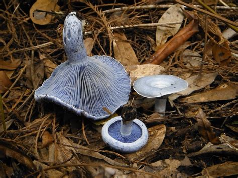 indigo milk cap (Field Guide To Edible and Medicinal Mushrooms of ...