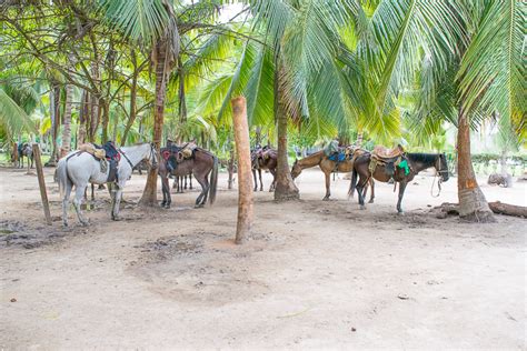 Holy Wildlife! A Day and Night in Tayrona National Park - Trailing Rachel