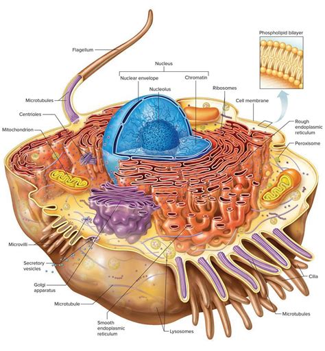 Cell Biology, Cell Structure