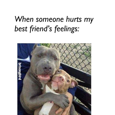 #funny #memes #no #bestfriend #bff #puppy #puppies #dogs #hilarious # ...