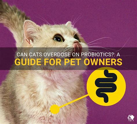 Can Cats Overdose On Probiotics?: A Guide For Pet Owners | PetShun