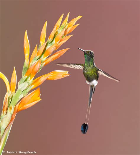 8998 Booted Racket-tail Hummingbird (Ocreatus underwoodii), Tandayapa Bird Lodge, Ecuador ...