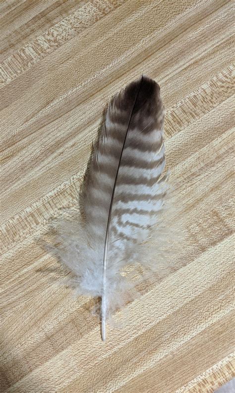 Is this a barred owl feather? I found it in my front yard in Atlanta ...