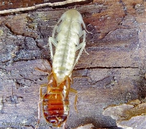 PENNSYLVANIA WOOD COCKROACH NYMPH - Fontenelle Forest Nature Search ...