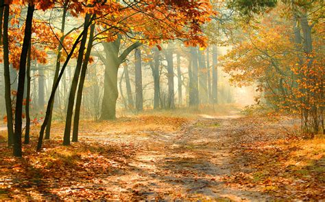 Pin by Bert Koning on Herst | Autumn forest, Photo canvas art, Landscape wallpaper