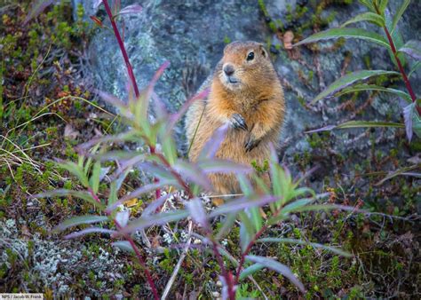 Arctic Ground Squirrel Facts, Pictures & Information: Longest Hibernation