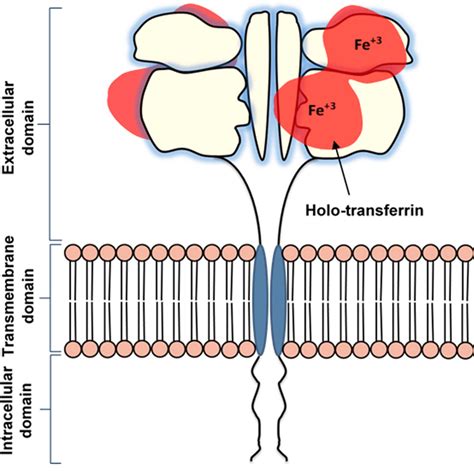 Schematic diagram of holo-transferrin binding to transferrin... | Download Scientific Diagram