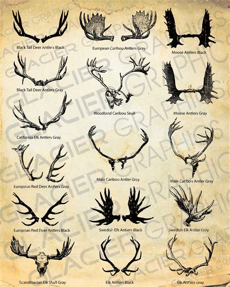 Deer antlers vs elk antlers for dogs - sheryarch