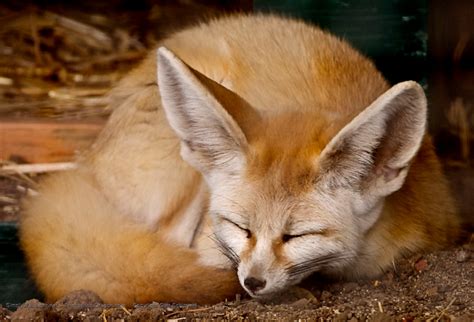 Fennec Fox Desktop Wallpaper