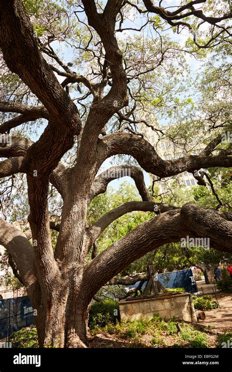 Famous oak tree in the grounds of The Alamo, San Antonio, Texas, USA Stock Photo - Alamy