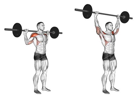 The Ultimate Guide for Barbell Overhead Press - Meanmuscles