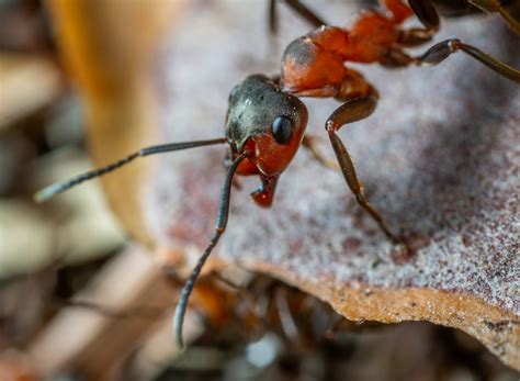 Choosing the Right Exterminator on Oahu — Mid-Pacific Pest Control