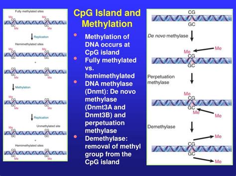 PPT - [IV] The Role of Chromatin Structure in Control of Gene Expression PowerPoint Presentation ...