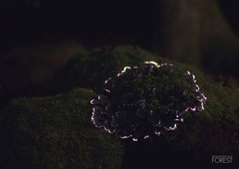 bioluminescent forest | Bioluminescent forest, Forest, Fairy lights