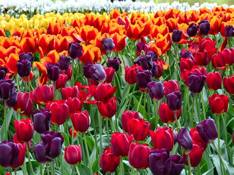 Wallpaper Colorful tulips, flowers field 2880x1800 HD Picture, Image